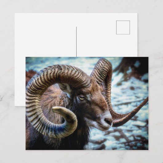 Carte Postale Mouflon (Devant / Derrière)