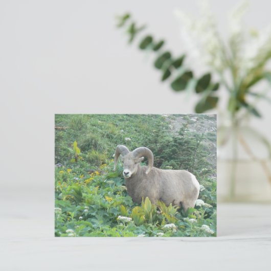 Carte Postale mouflon (Debout devant)