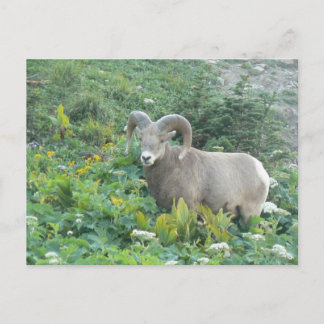 Carte Postale mouflon
