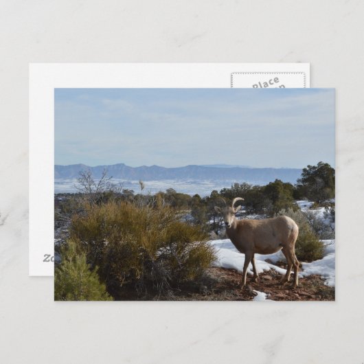 Carte Postale mouflon (Devant / Derrière)