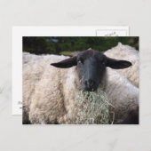 Carte Postale Mouflon affamé (Devant / Derrière)