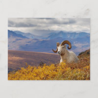 mouflon de Dall, Ovis dalli, bélier