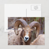 Carte Postale Mouflon des montagnes Rocheuses (Devant / Derrière)