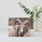 Carte Postale Mouflon des montagnes Rocheuses (Debout devant)