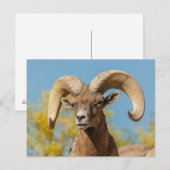 Carte Postale Mouflon du désert (Devant / Derrière)
