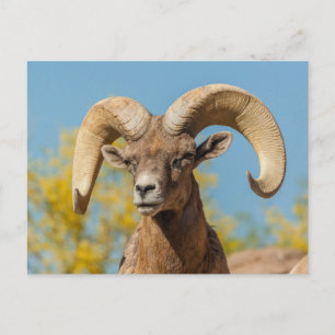 Carte Postale Mouflon du désert