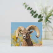 Carte Postale Mouflon du désert (Debout devant)