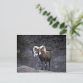 Carte Postale Mouflon du désert (bélier adulte) (Debout devant)