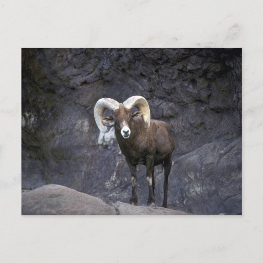 Carte Postale Mouflon du désert (bélier adulte) (Devant)