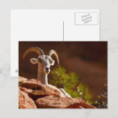 Carte Postale Mouflon du désert (Ovis canadensis nelsoni). (Devant / Derrière)