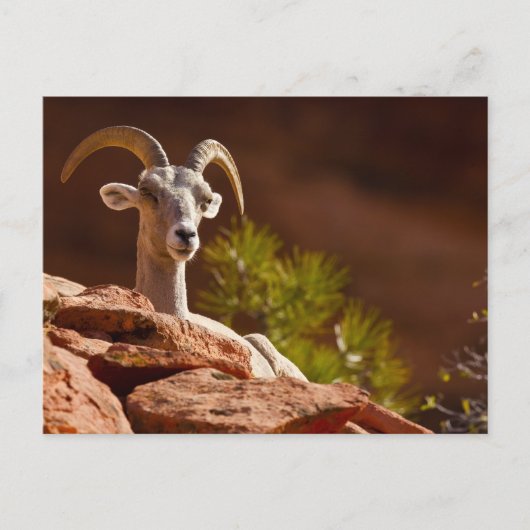 Carte Postale Mouflon du désert (Ovis canadensis nelsoni). (Devant)