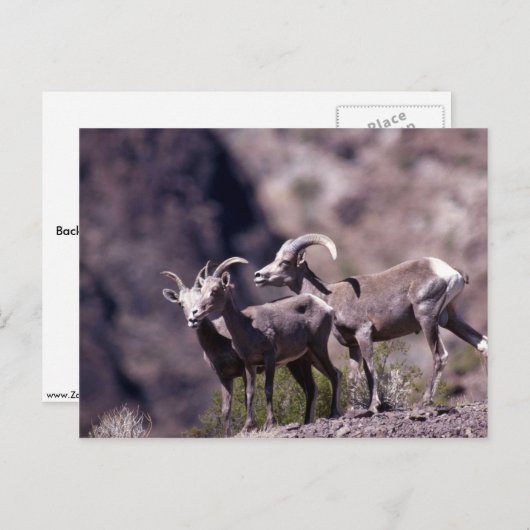 Carte Postale Mouflon du désert (Petit groupe) (Devant / Derrière)