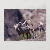 Carte Postale Mouflon du désert (Petit groupe) (Devant)