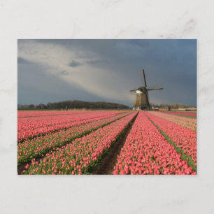 Carte Postale Moulin à vent avec tulipe rose au printemps