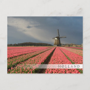 Carte Postale Moulin à vent avec tulipe rose au printemps