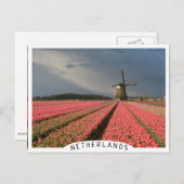 Carte Postale Moulin à vent avec tulipe rose au printemps (Devant / Derrière)