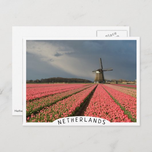 Carte Postale Moulin à vent avec tulipe rose au printemps (Devant / Derrière)
