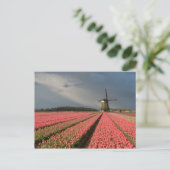 Carte Postale Moulin à vent avec tulipes roses au printemps (Debout devant)