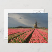 Carte Postale Moulin à vent avec tulipes roses au printemps (Devant / Derrière)
