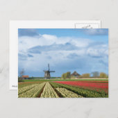 Carte postale moulin à vent et tulipes paysage (Devant / Derrière)