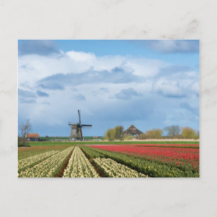 Carte postale moulin à vent et tulipes paysage