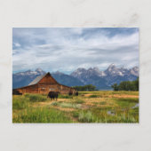 Carte Postale Moulton Barn (Devant)