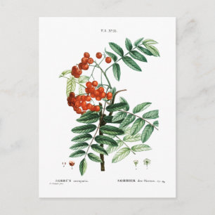 CARTE POSTALE MOUNTAIN ASH BOTANICAL POSTCARD