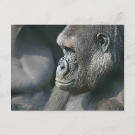Carte postale Mountain Gorilla (Devant)