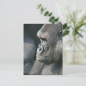 Carte postale Mountain Gorilla (Debout devant)