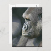 Carte postale Mountain Gorilla (Devant / Derrière)