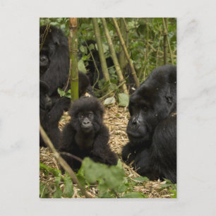 Carte Postale Mountain Gorilla, adult with young