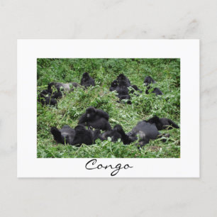 Carte Postale Mountain gorilla group Congo frontière blanche car