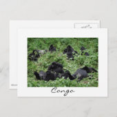 Carte Postale Mountain gorilla group Congo frontière blanche car (Devant / Derrière)