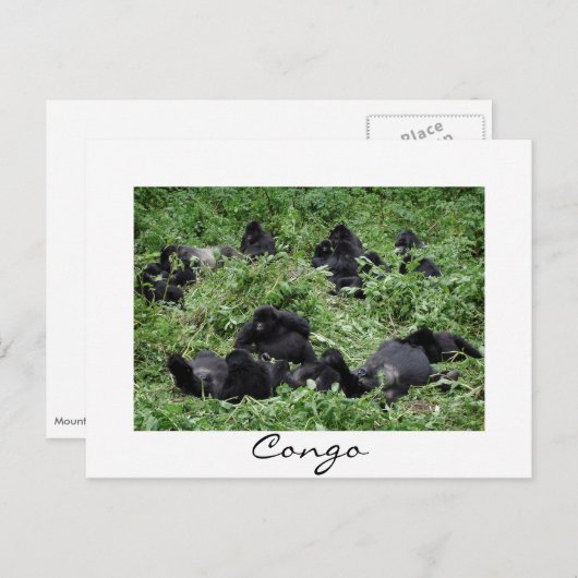 Carte Postale Mountain gorilla group Congo frontière blanche car (Devant / Derrière)