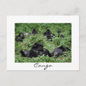 Carte Postale Mountain gorilla group Congo frontière blanche car (Devant)