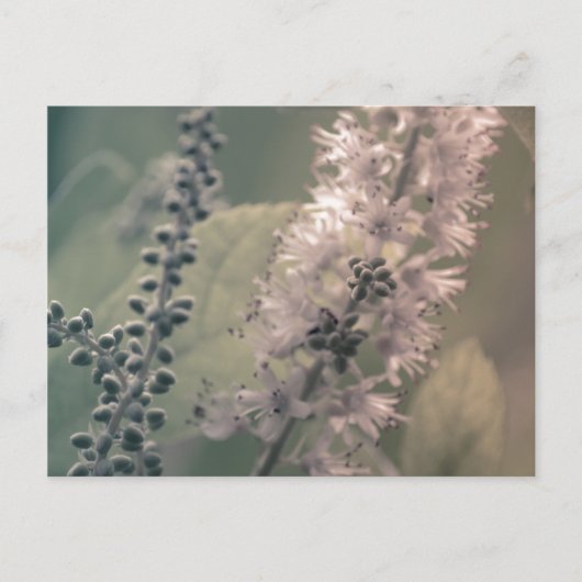 Carte postale Mountain Holly (Devant)