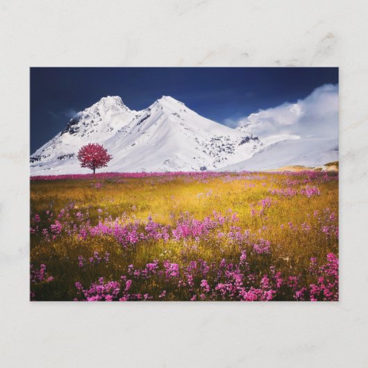 CARTE POSTALE MOUNTAINS FIELD FLOWERS LANDSCAPE POSTCROSSING (Devant)