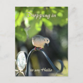 Carte Postale Mourning Dove Dropping in to Say Hello (Devant)