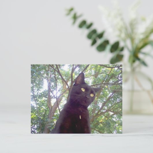 Carte Postale Mouschi (Debout devant)