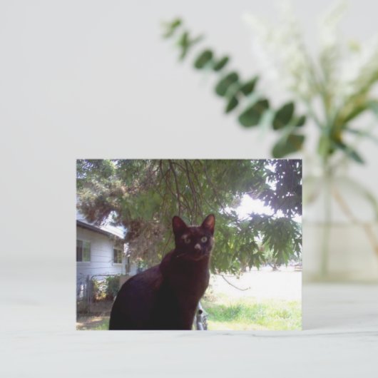 Carte Postale Mouschi (Debout devant)