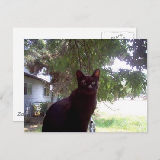 Carte Postale Mouschi (Devant / Derrière)