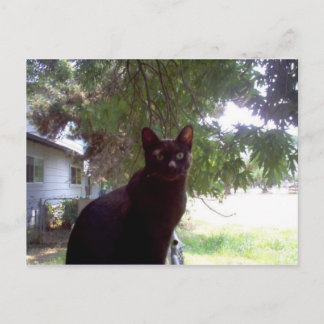 Carte Postale Mouschi