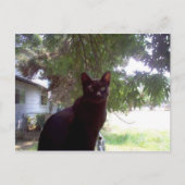 Carte Postale Mouschi (Devant)