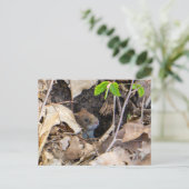 Carte Postale Mouse (Debout devant)