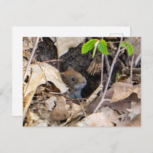 Carte Postale Mouse (Devant / Derrière)