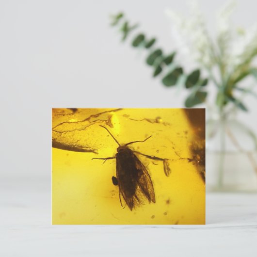 Carte Postale Mousse dans l'ambre (Debout devant)