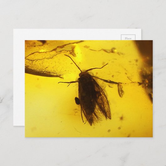 Carte Postale Mousse dans l'ambre (Devant / Derrière)