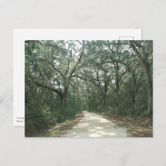 Carte Postale Mousse espagnole, comté de Georgetown, SC (Devant / Derrière)