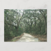 Carte Postale Mousse espagnole, comté de Georgetown, SC (Devant)