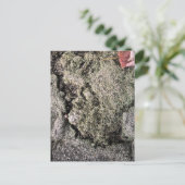 Carte Postale Mousse sur surface rocheuse – Athens Georgie (Debout devant)
